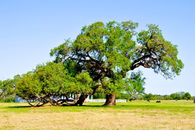 Sam Houston Oak _ Famous tree of Texas